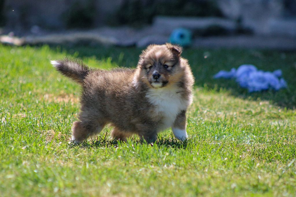 Of Vanook's Garden - Chiots disponibles - Shetland Sheepdog