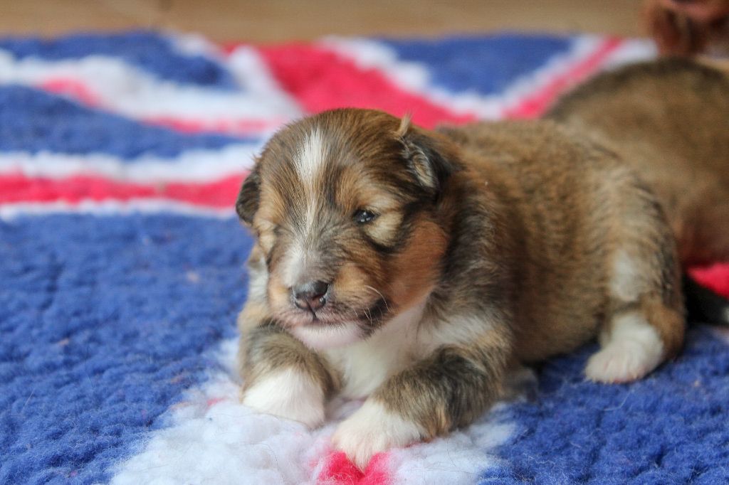 Of Vanook's Garden - Chiots disponibles - Shetland Sheepdog